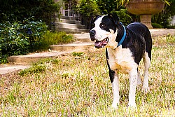 Ear mites are gone from my dog: Deborah